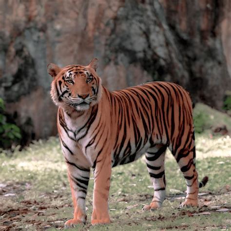 panthera tigris common name.